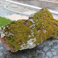 Link to Fieldstone Moss Rock 