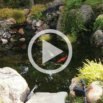 Link to video about How to Build Your Own Pond